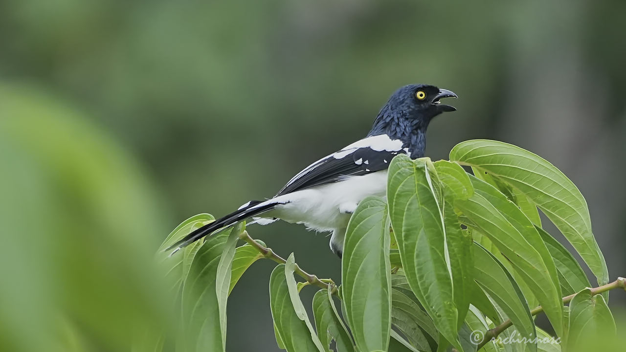 Magpie tanager