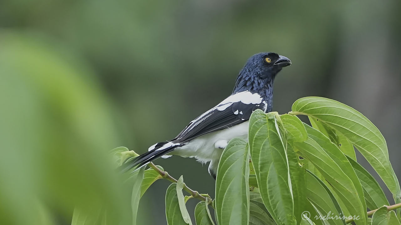 Magpie tanager