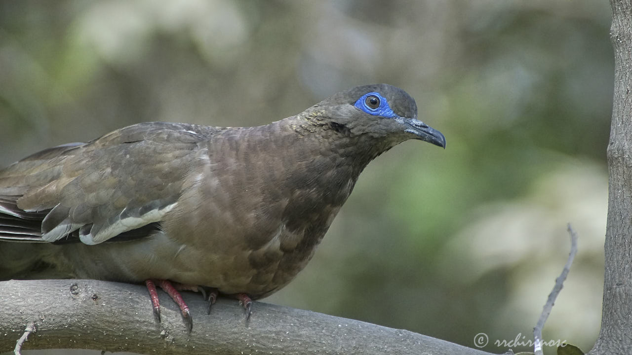 West-peruvian dove