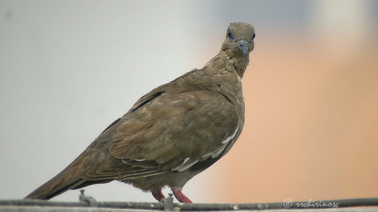 West-peruvian dove