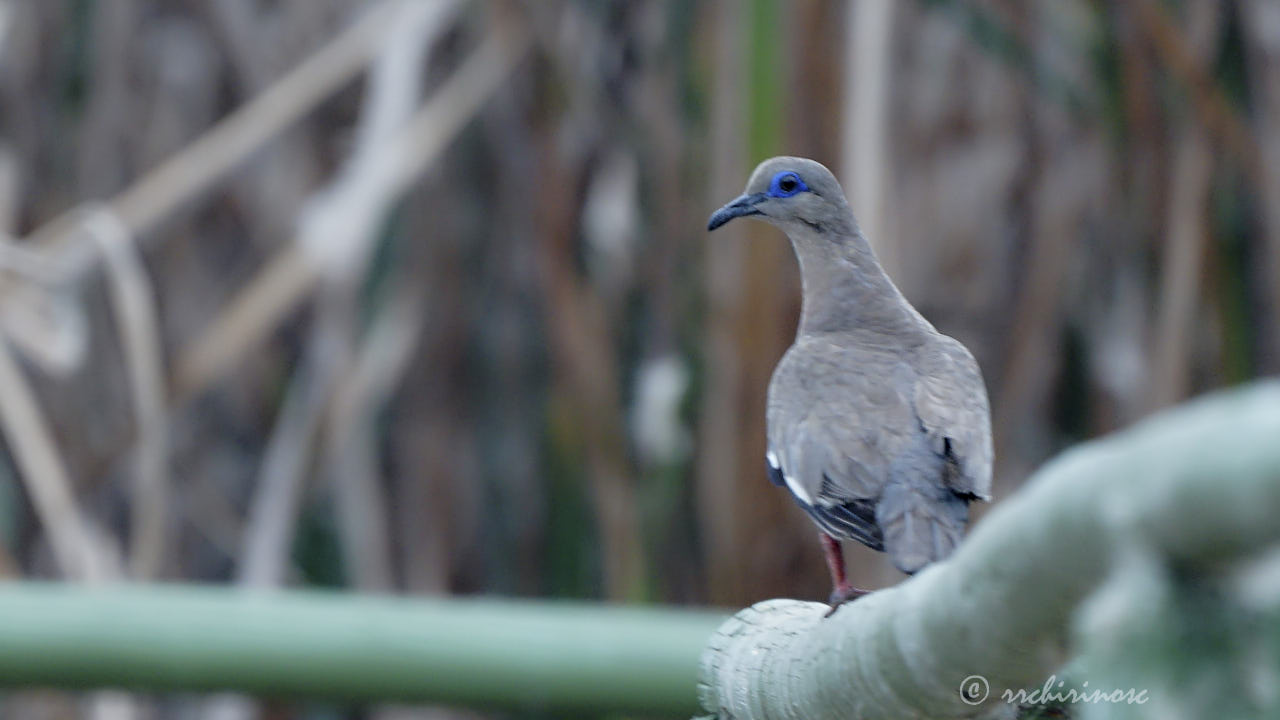 West-peruvian dove