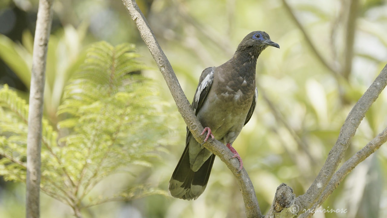 West-peruvian dove