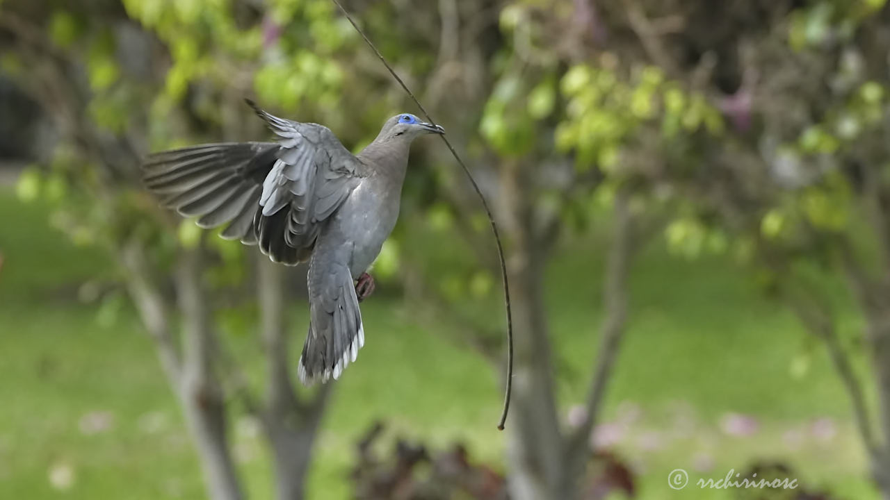 West-peruvian dove