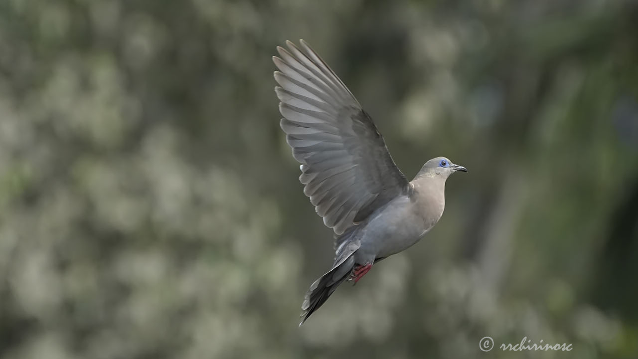 West-peruvian dove