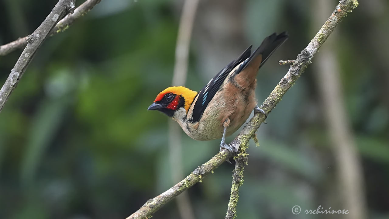 Flame-faced tanager