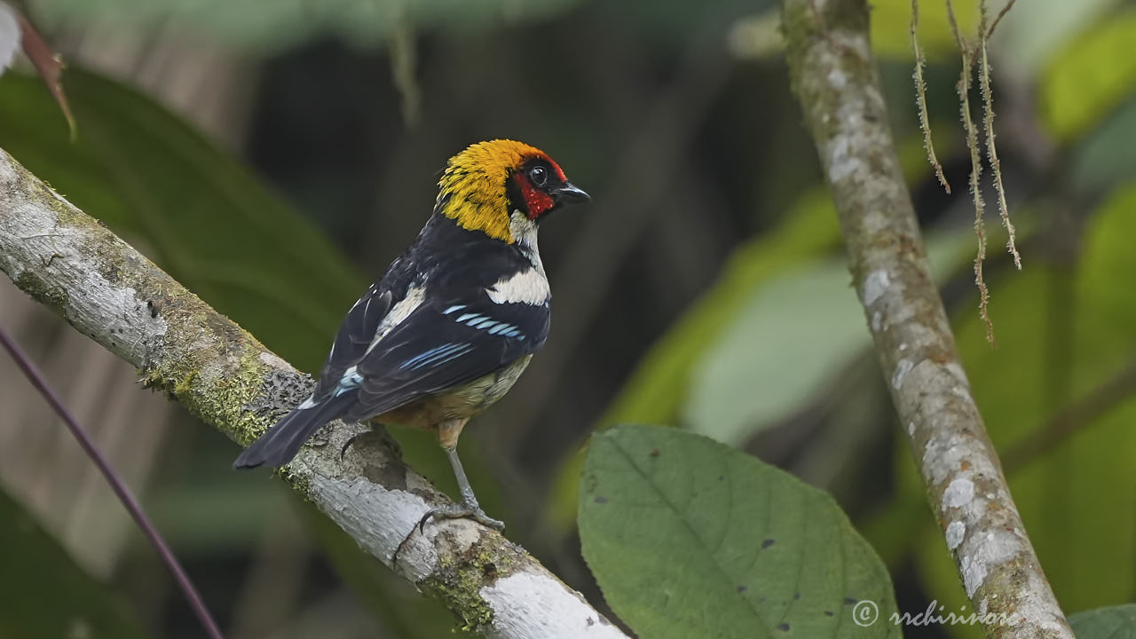 Flame-faced tanager