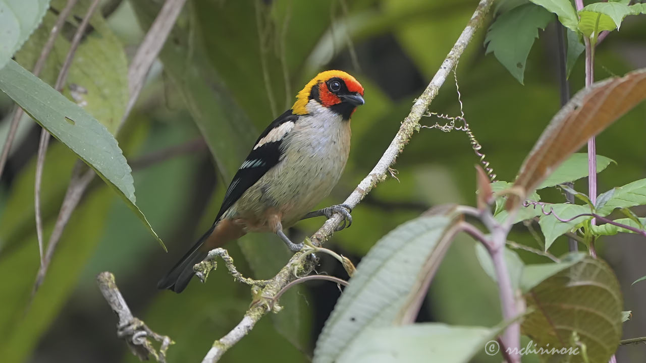 Flame-faced tanager