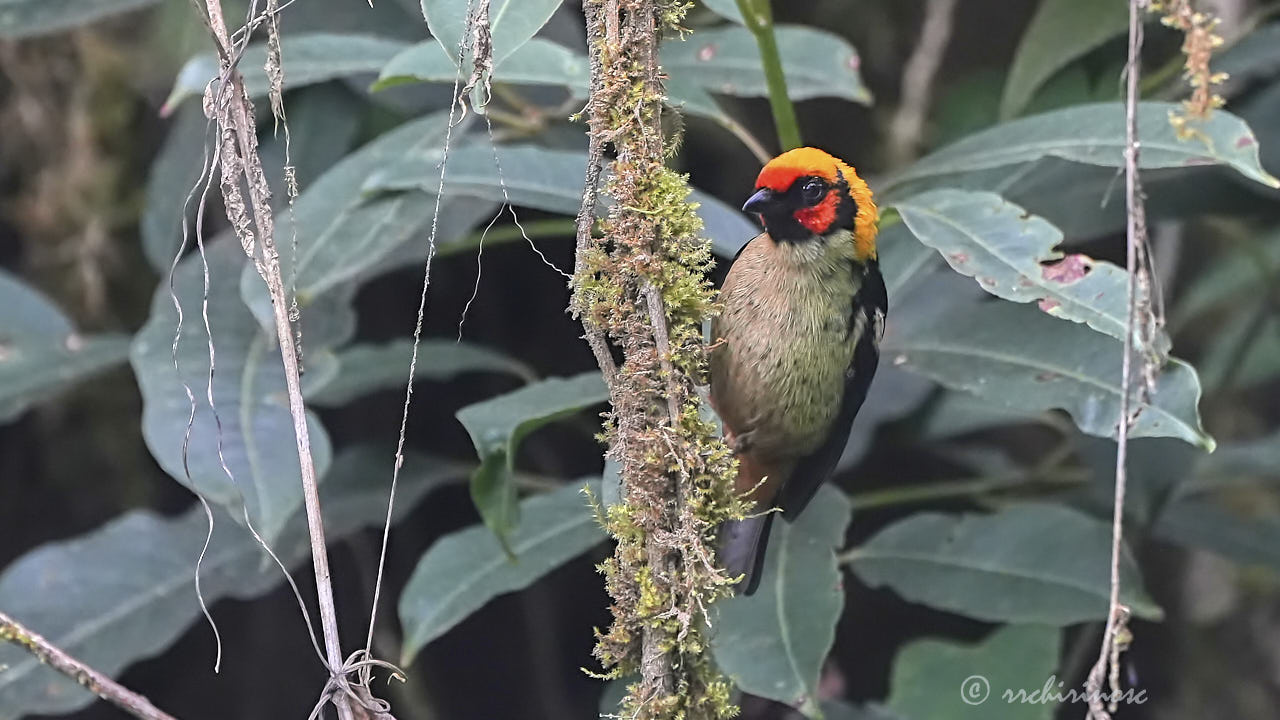 Flame-faced tanager