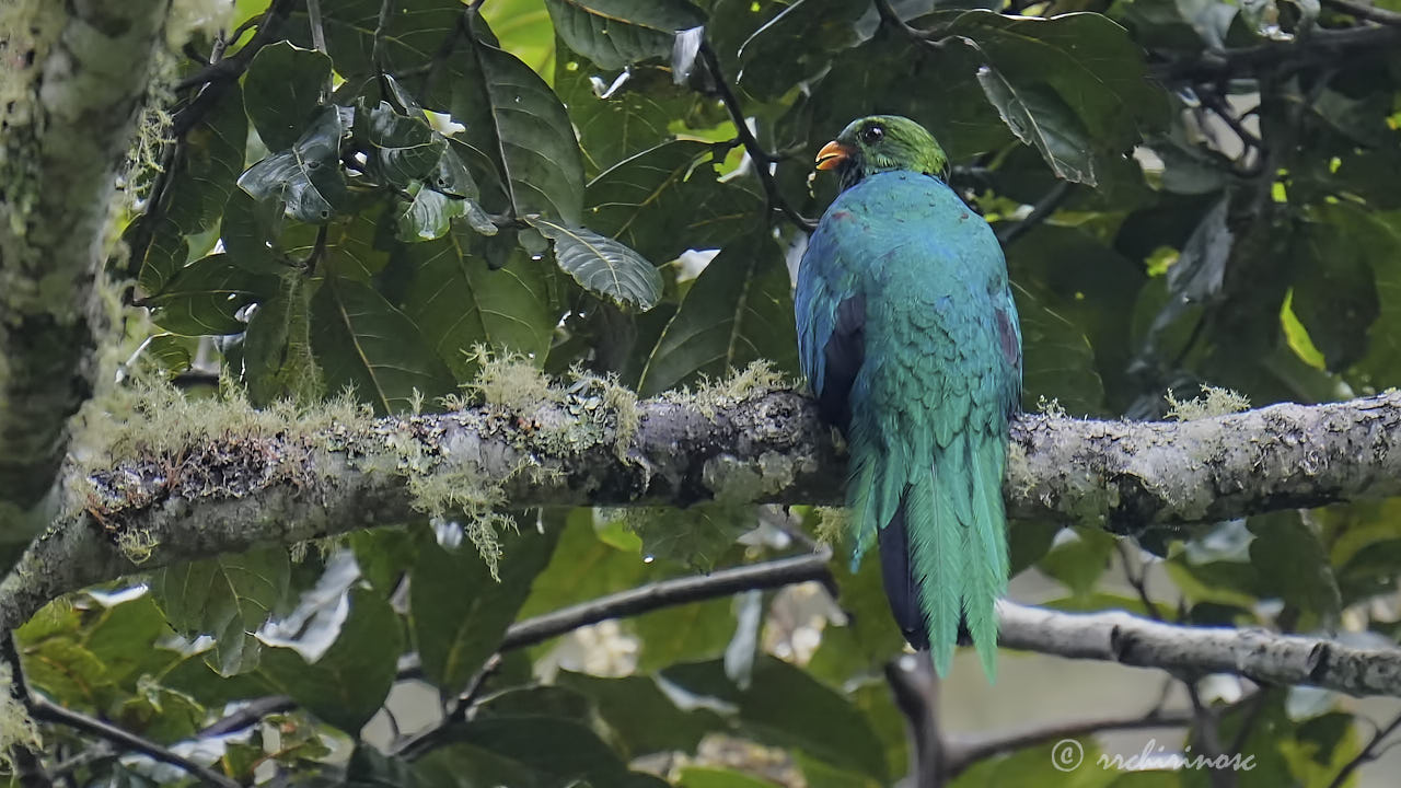 Golden-headed quetzal