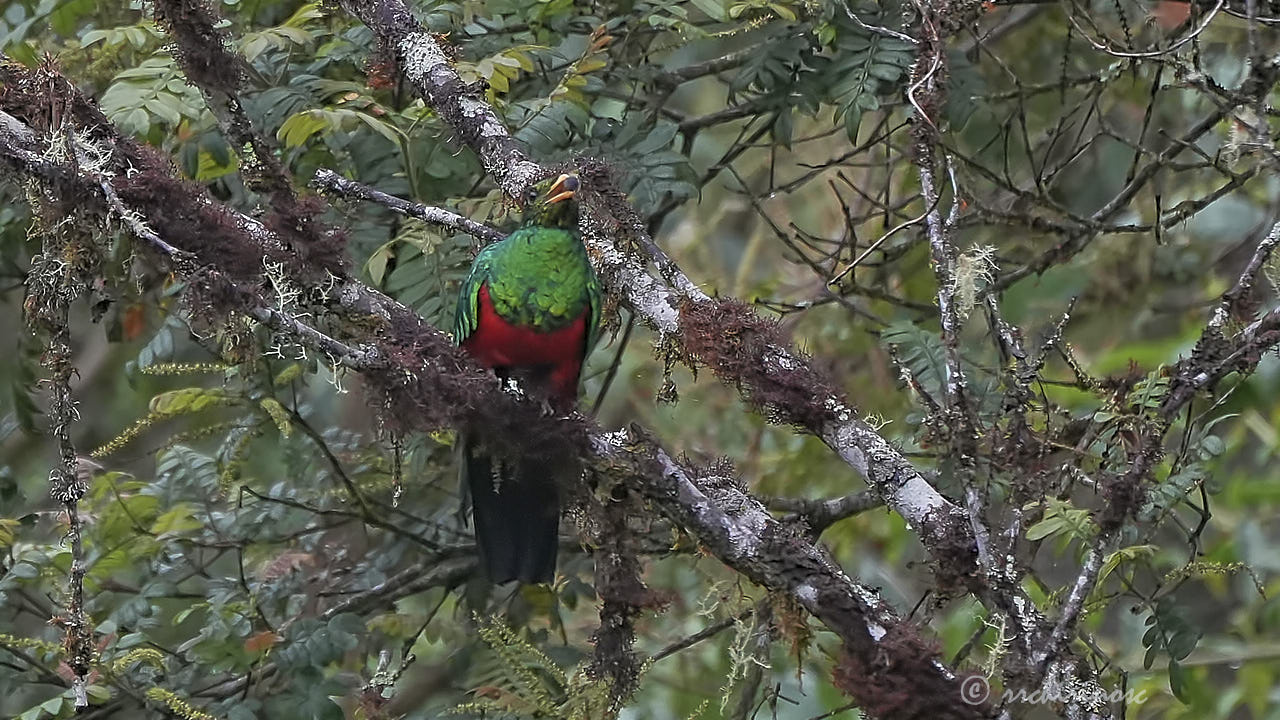 Golden-headed quetzal