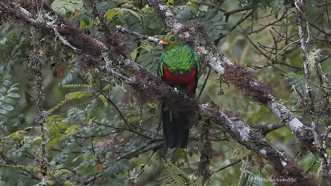 Golden-headed quetzal