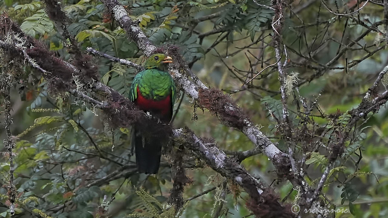 Golden-headed quetzal