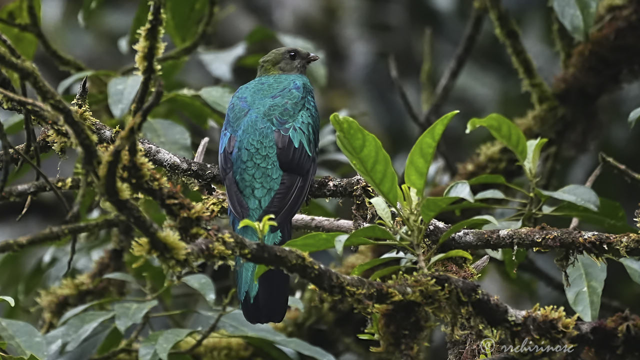 Golden-headed quetzal