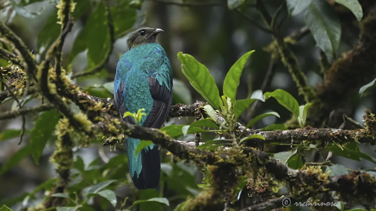 Golden-headed quetzal