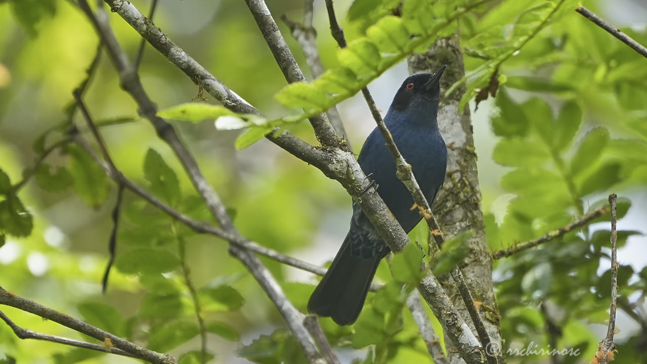 Masked flowerpiercer