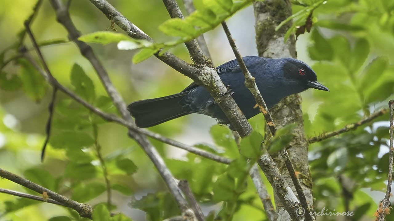 Masked flowerpiercer