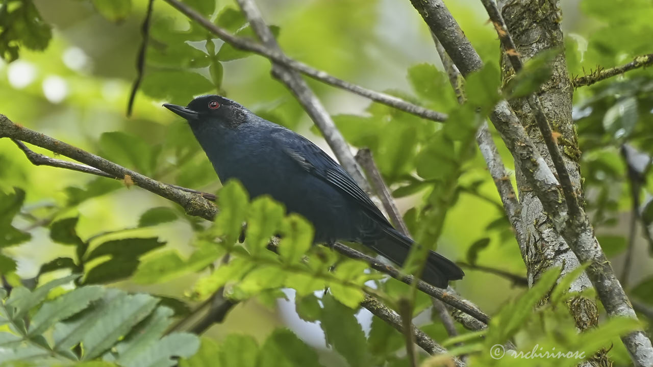 Masked flowerpiercer