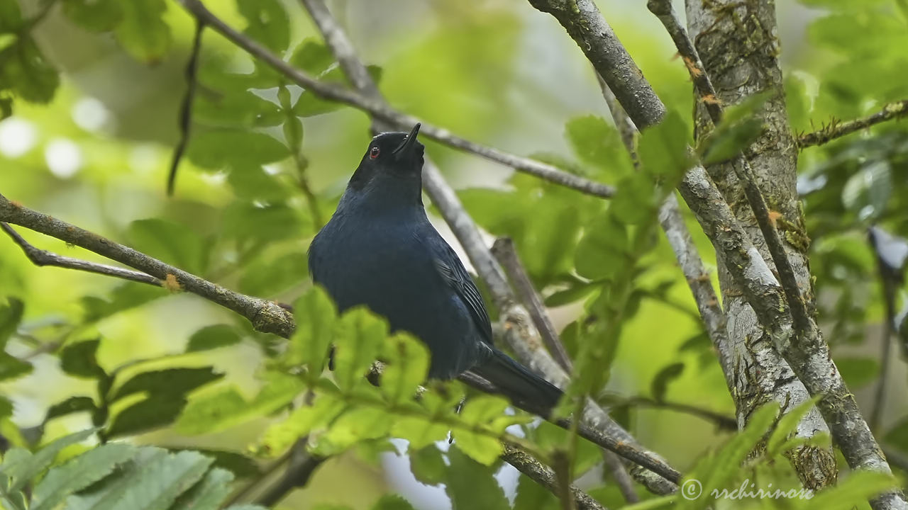 Masked flowerpiercer