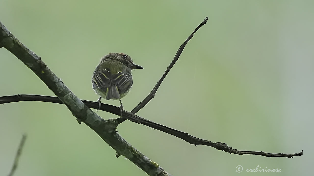 Scale-crested pygmy tyrant