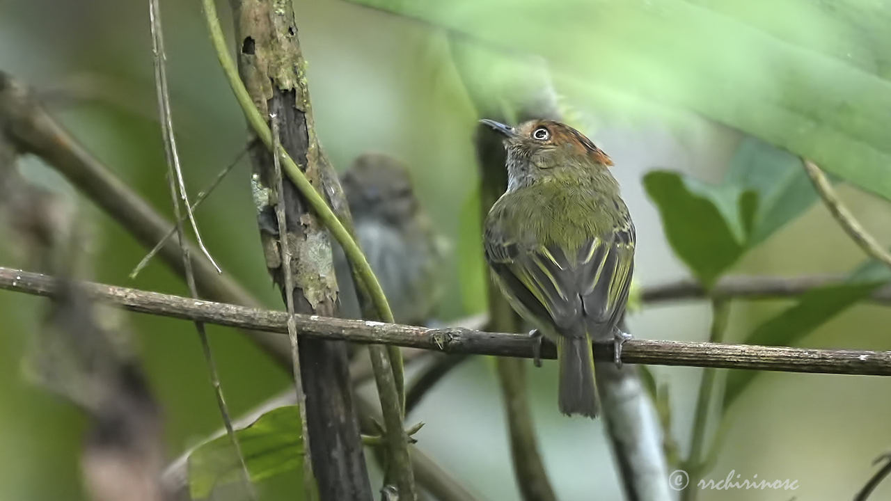 Scale-crested pygmy tyrant