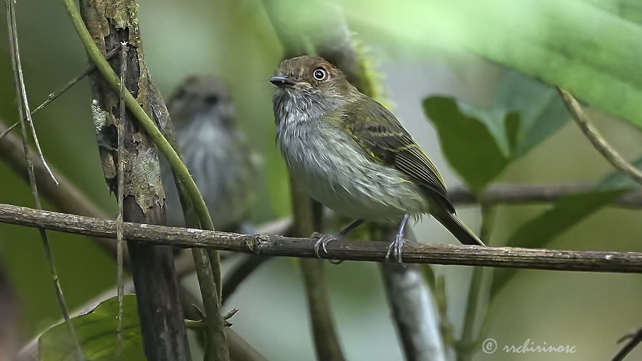 Scale-crested pygmy tyrant