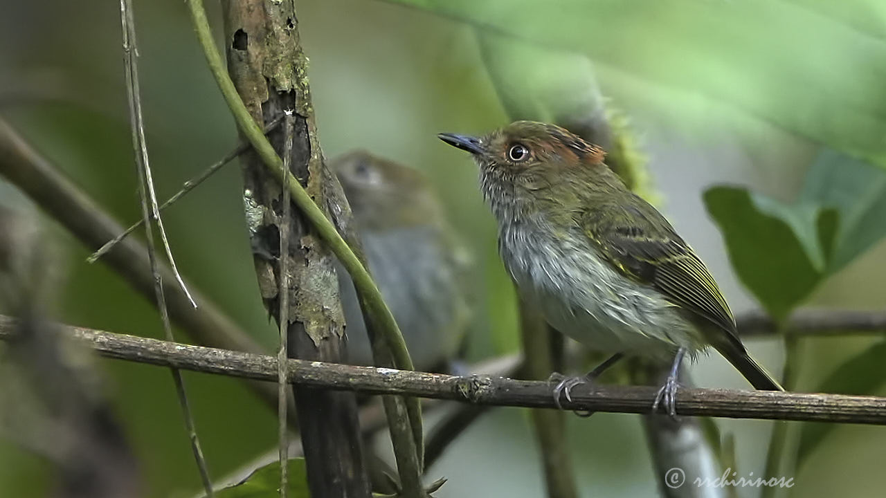 Scale-crested pygmy tyrant