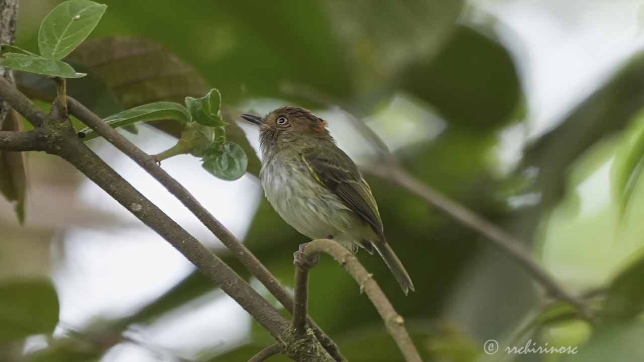 Scale-crested pygmy tyrant