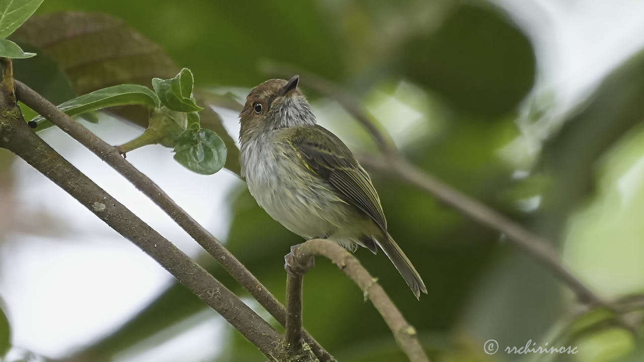 Scale-crested pygmy tyrant