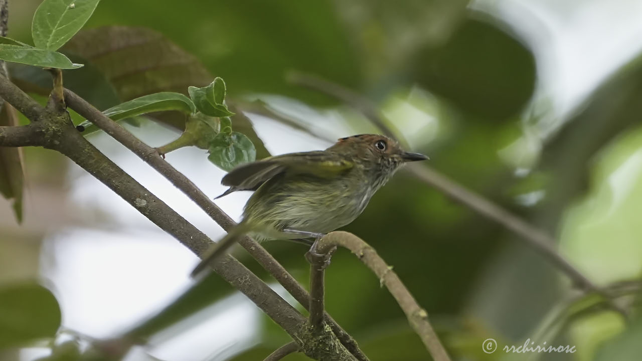 Scale-crested pygmy tyrant