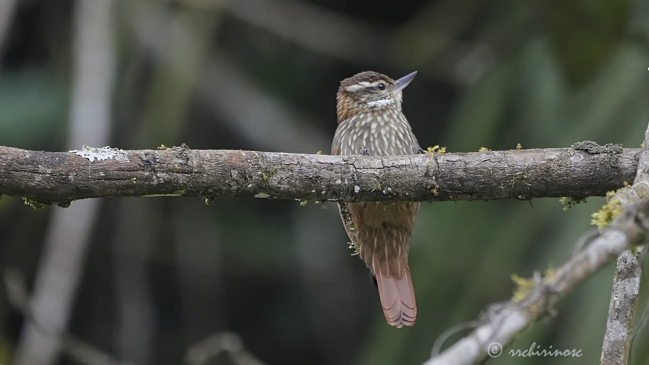 Streaked xenops