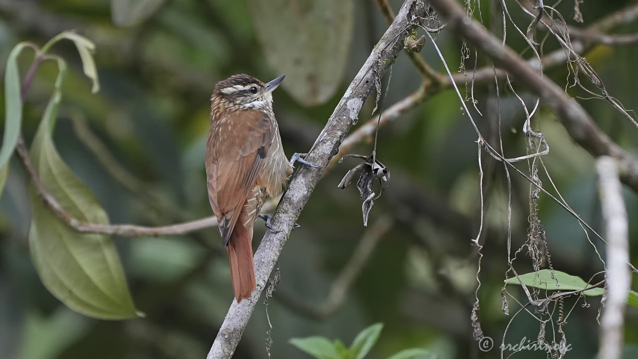 Streaked xenops