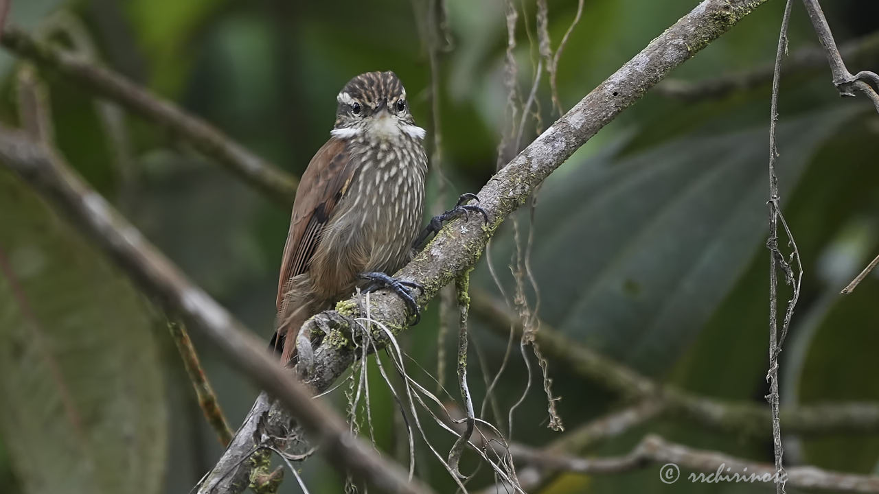 Streaked xenops