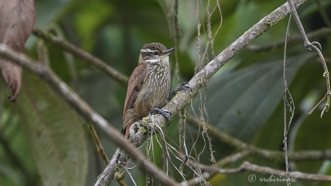 Streaked xenops