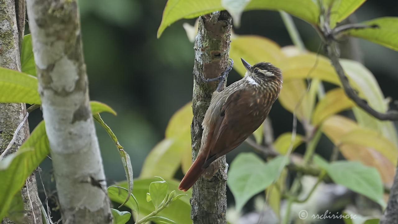 Streaked xenops