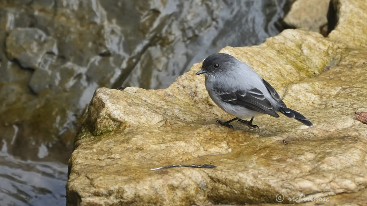 Torrent tyrannulet