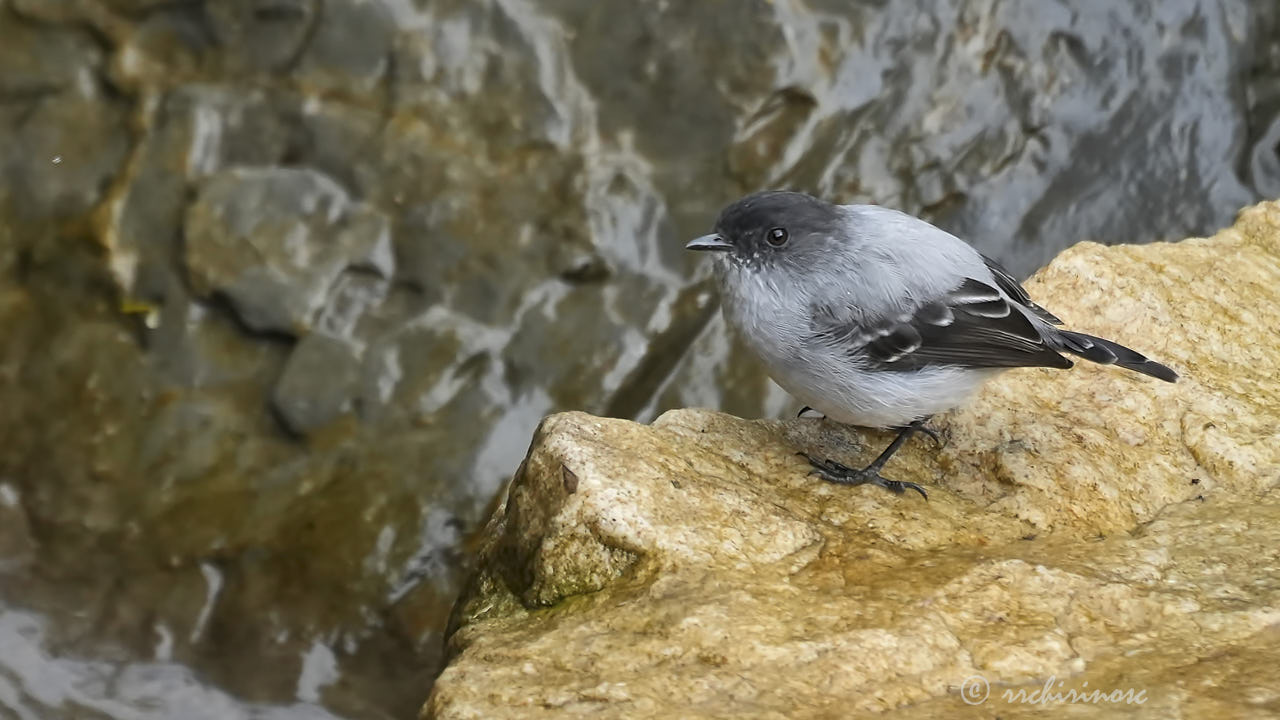 Torrent tyrannulet