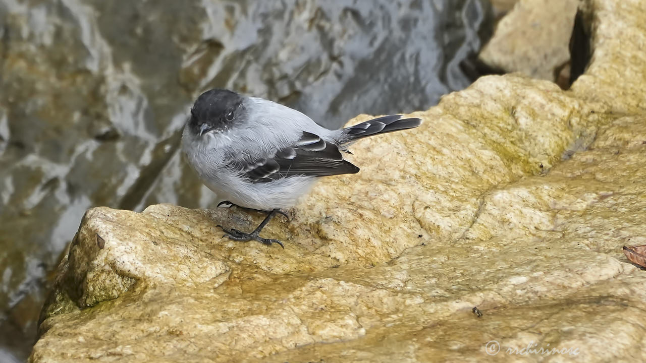 Torrent tyrannulet