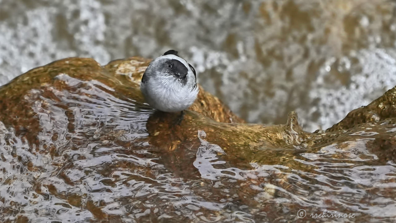 Torrent tyrannulet