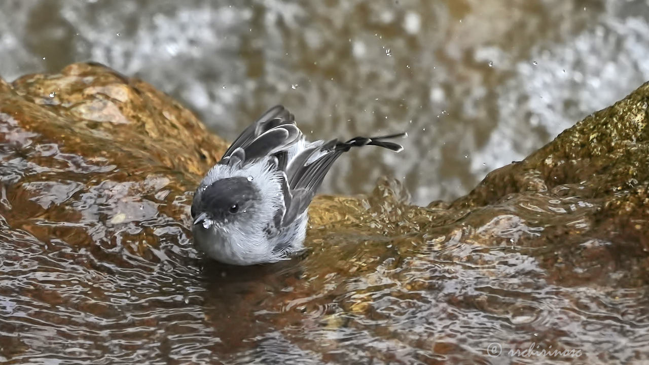 Torrent tyrannulet