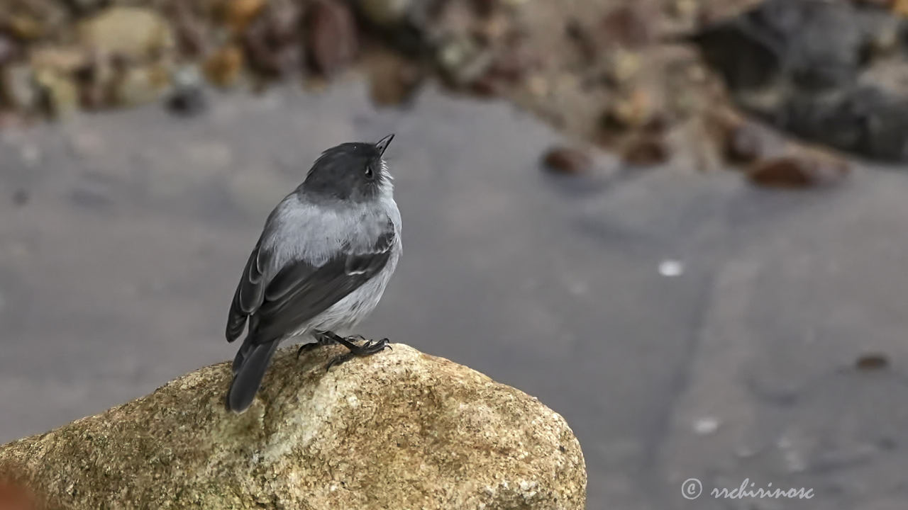 Torrent tyrannulet