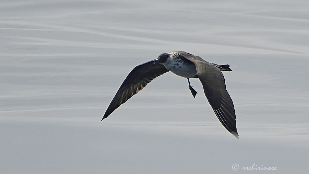 Pomarine jaeger