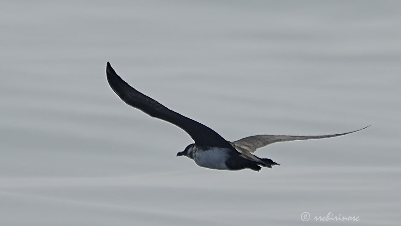 Pomarine jaeger