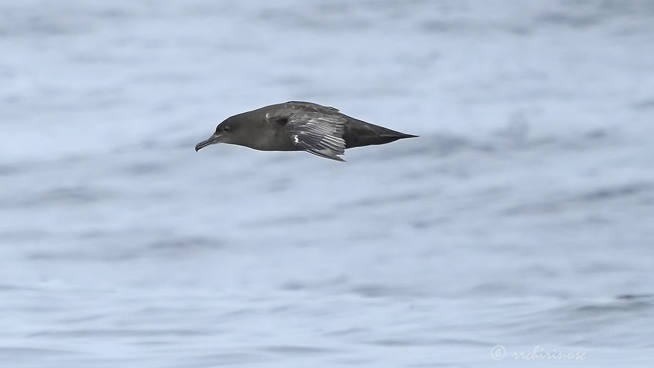 Sooty shearwater