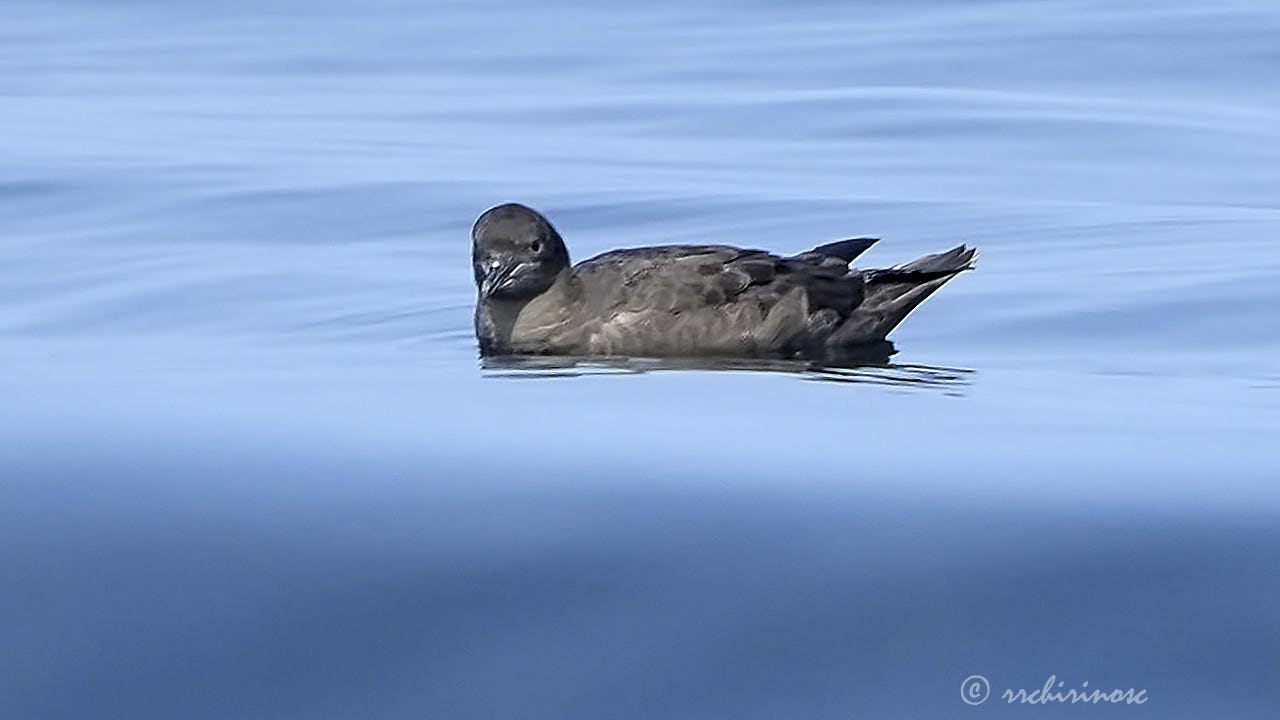 Sooty shearwater