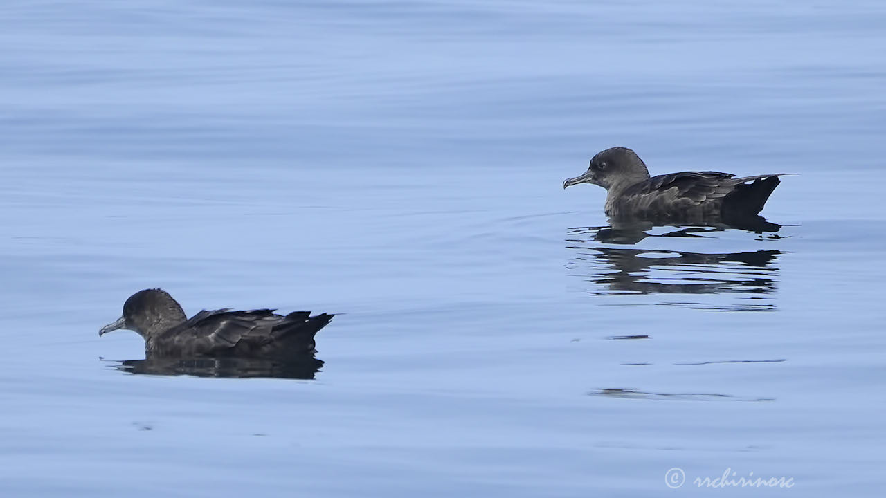 Sooty shearwater