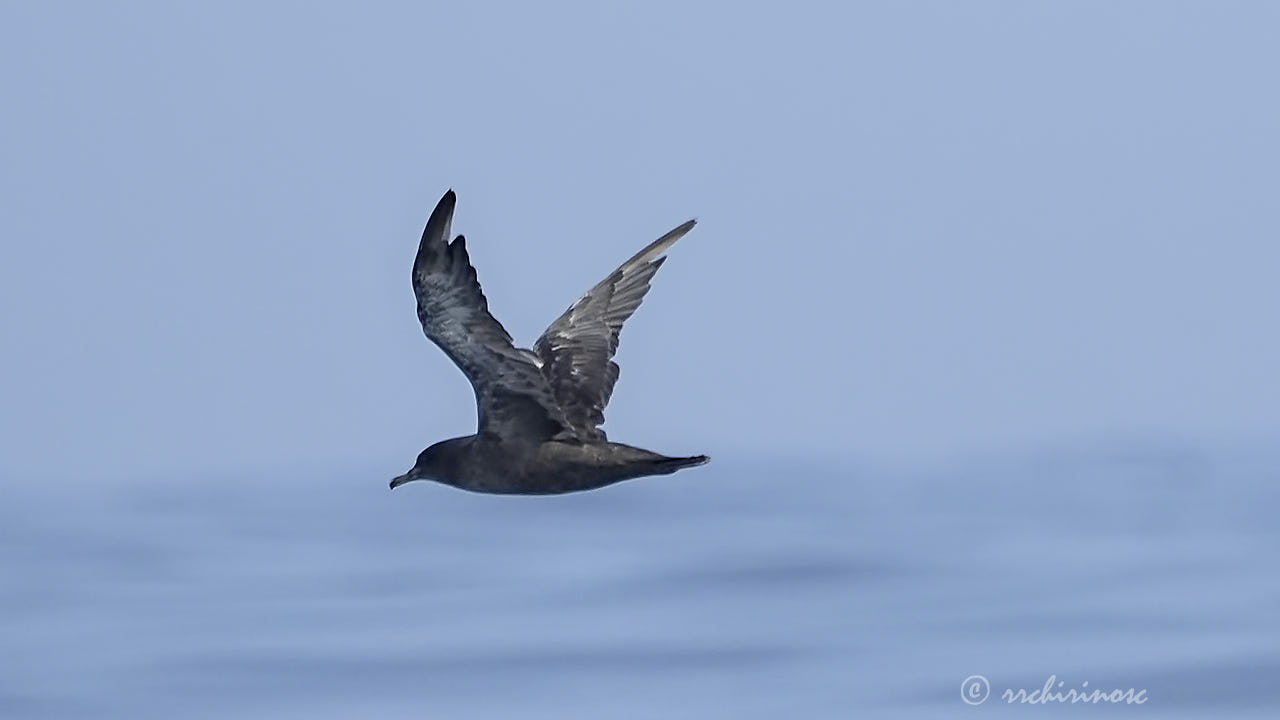 Sooty shearwater