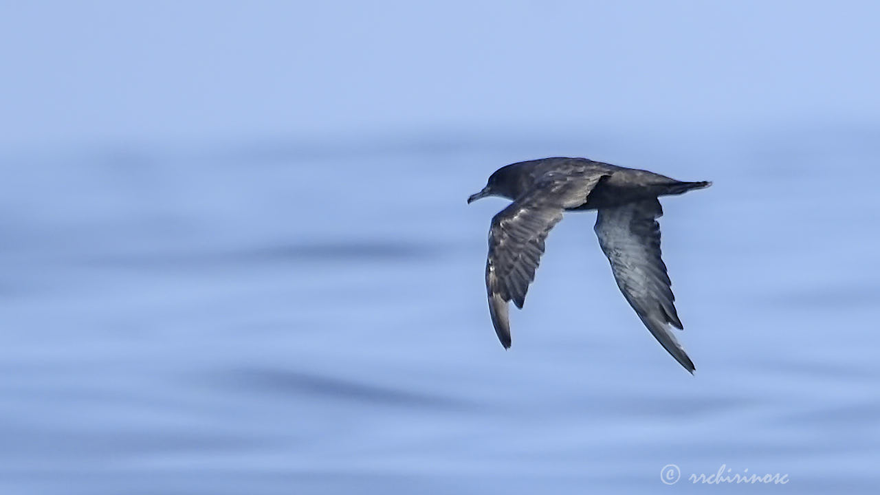 Sooty shearwater