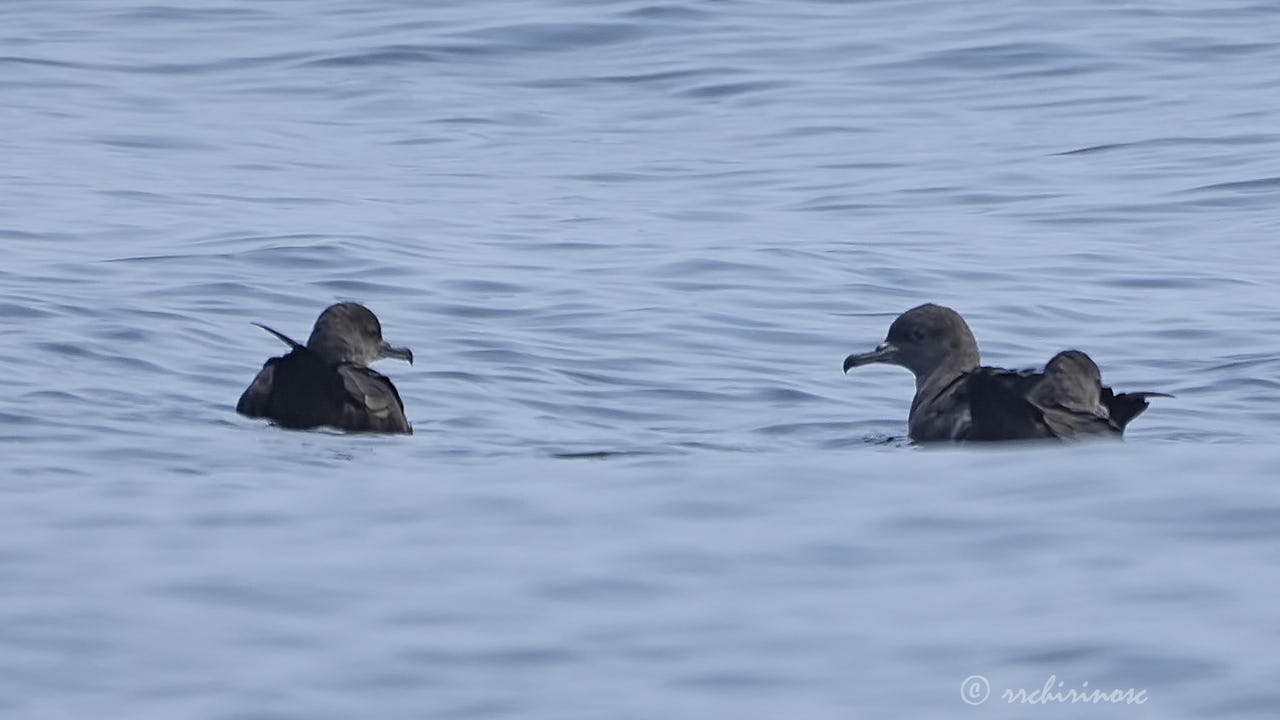 Sooty shearwater