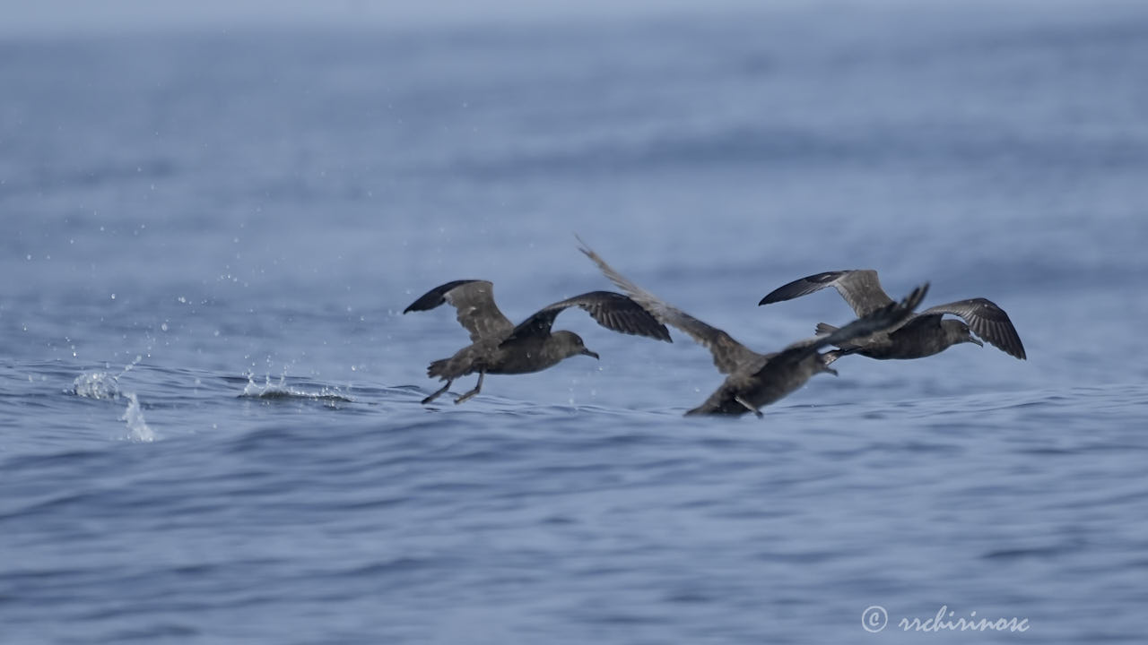 Sooty shearwater