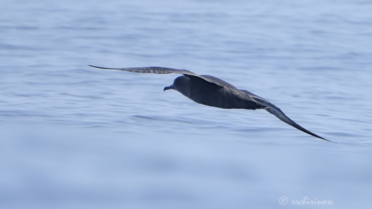 Sooty shearwater